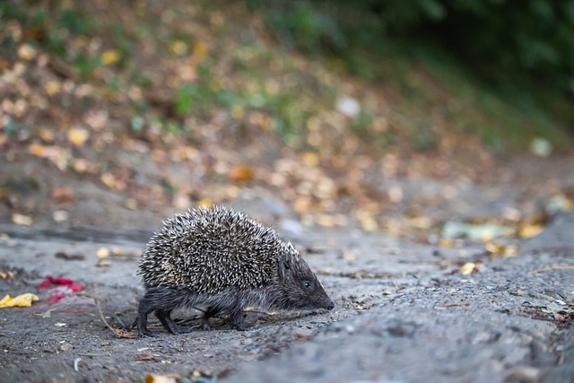 朋克文化不 朋克文化不